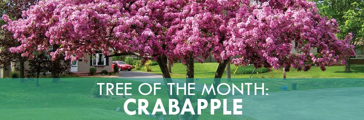 Colorful tree with text-Tree of the month-Crabapple