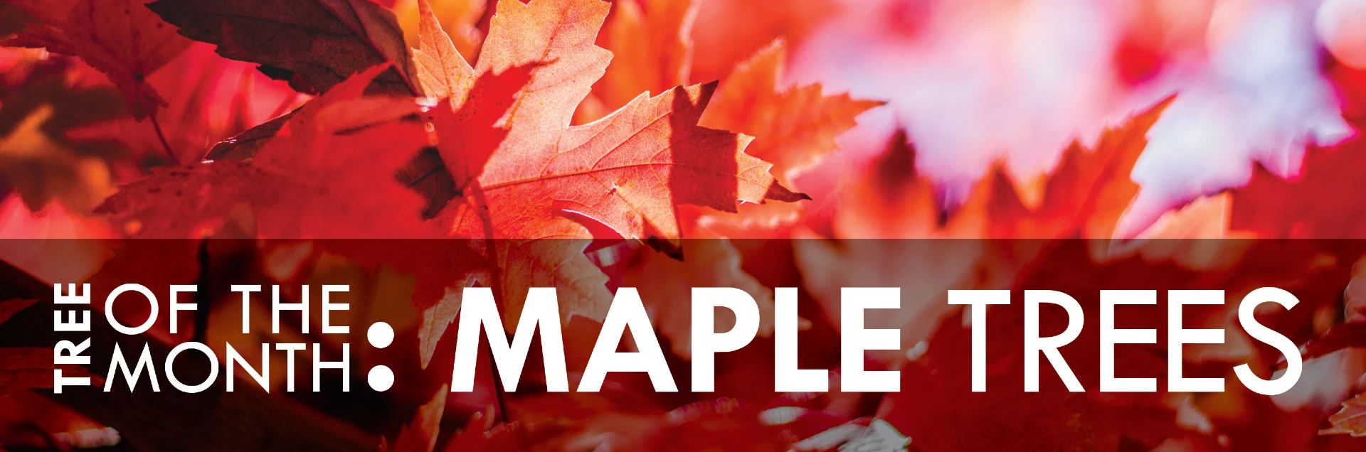 Maple tree with text-Tree of the month-Maple trees