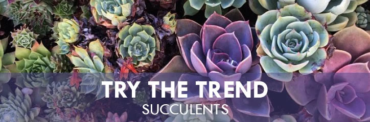 Succulents with text: 