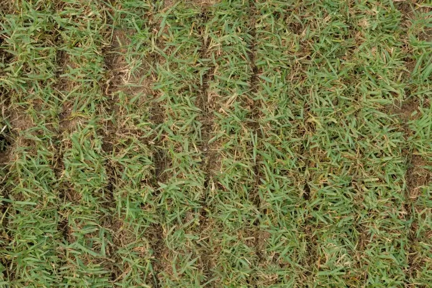 What is Verticutting? | The Grounds Guys