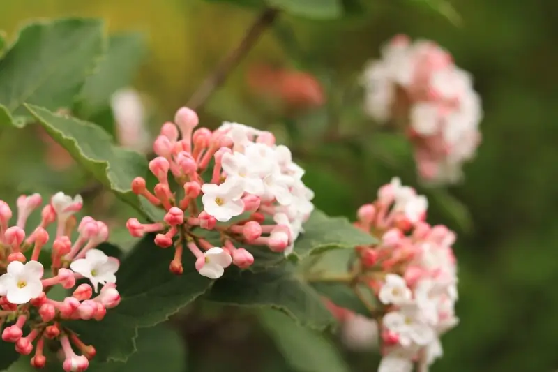 Flowering viburnum bush. 