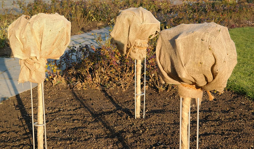 Shrubs wrapped for winter.