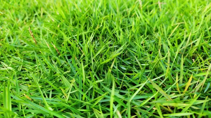 Zoysia Grass [The Complete Homeowners Guide]